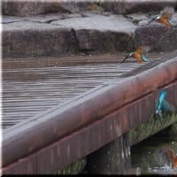 於大公園 ： 野鳥 ・ 翡翠 ・ カワセミ・・・フリー素材ブログ　カワセミ