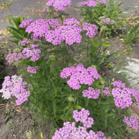 「もうすぐ夏至。今日日曜日は晴れ間が広がって気温は25度。山下達郎の『カムアロングⅡ』を聴きながら青森港を10キロＲＵＮ」