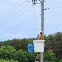 カラスの営巣、後日談です♪