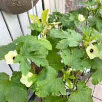 暑くても頑張ってる野菜達