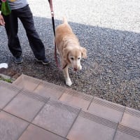 パパ散歩