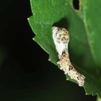 クワコの幼虫