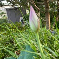 7月9日　蓮の蕾が2個見つけました。