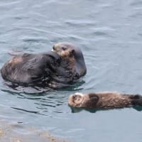 子育て・・ラッコ