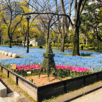 閉店🌸宣言⁉️