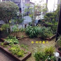 天候不順によって作業日程は順延送りにやっと動いた庭木伐採作業