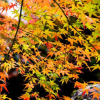 愛知県　秋の香嵐渓／茶臼山高原