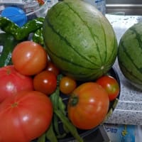 小玉スイカ・大玉トマト・枝豆などの収穫