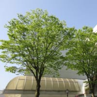 日曜朝のグリーンエクササイズ：千秋公園はツツジが咲き始めていました。