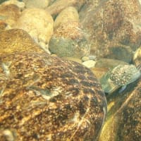 南の川から（気まぐれダイアリー）７月２日（リブログ）