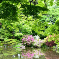 サツキ咲く５月の日本庭園。