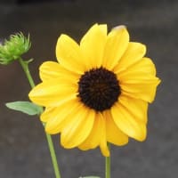 ご挨拶