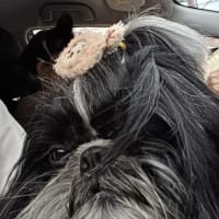 トリミングの帰り✂️
