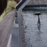 青空イルカウォッチング