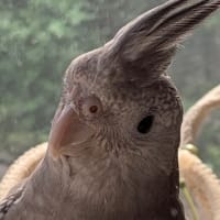 販売中❣️オカメインコ、ホワイトフェイスパール