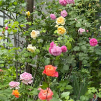 花が咲く時　⑦ 〜こんなことも〜