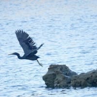 06/08探鳥記録写真：狩尾岬の鳥たち（クロサギの舞、カルガモ、）