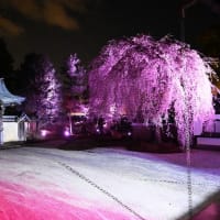 高台寺ライトアップ　①　～「ねねの夢想桜」
