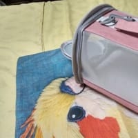 ピーコと　ミニドライブ　しました～♬　