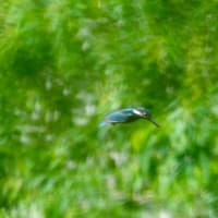 カワセミを探せ