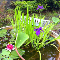 ～五月の水辺の植物たち～