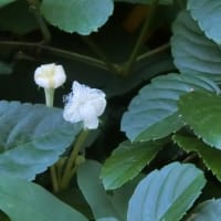 自然は不思議です　～カラスウリの雄花と雌花～