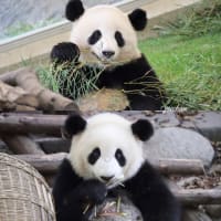 成都のパンダ達 ⑻