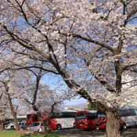 　　　　　　　　　　　　　　　　　見事な桜