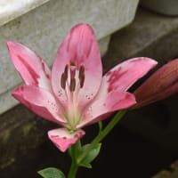 さんぽみちのスカシユリ