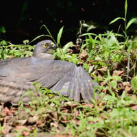 心に残る情景*「鳥景」見沼の小さな森・ツミの家族