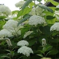亜麻の花が咲きだしました