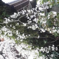 犬山の枝垂れ桜　　