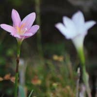 サフランモドキ（ゼフィランサス）の花