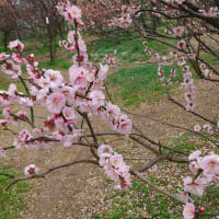 桜　咲く　春が来ました