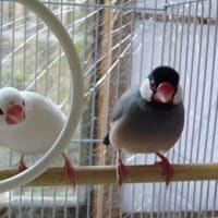 文鳥を飼ってます