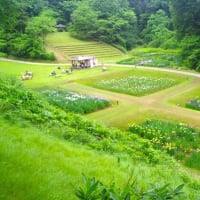 祭り４日目、令和７年６月１６日開花状況