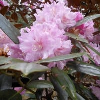 深山に咲く・・筑紫石楠花（ツクシシャクナゲ）