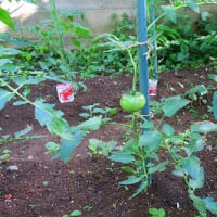 令和６年のトマト栽培ー２ー