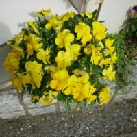 春に黄色い花が多いのは