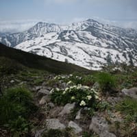 暑寒別岳（花の百名山）