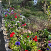 哲学堂公園　Mar-23-2025