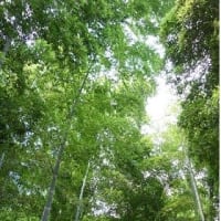 京都 ・ 長岡京の竹林