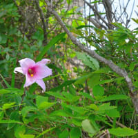 行縢山のササユリ_高嶺の花はバッチシ可愛過ぎ・・ 😄 