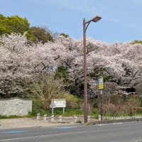桜が満開で綺麗でしたよ🌸