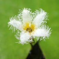 7月初めのビオトープ水槽