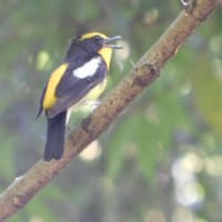 narcissus flycatcher　初めて撮影