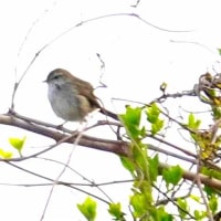06/27探鳥記録写真：２０２５年4月に出会った鳥たち①