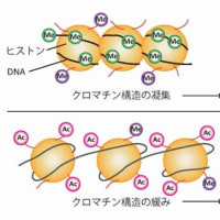 『非共有環境』『遺伝的な素質の変化』『エピジェネテイック』