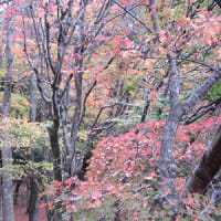 そうだ、紅葉めぐりだ！