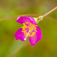 タリヌム・カリキヌム（クサハナビ）の花